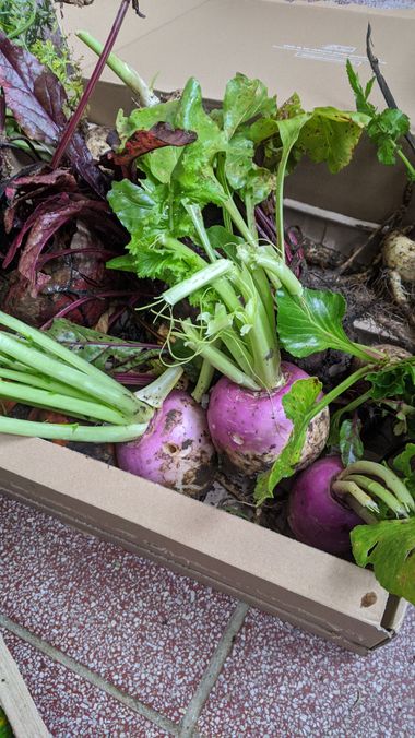 A close-up photo of a box of beetroots and root vegetables.